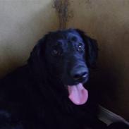 Flat coated retriever Aida 