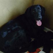 Flat coated retriever Aida 