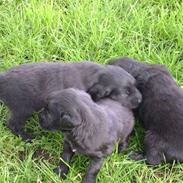 Flat coated retriever Aida 