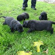 Flat coated retriever Aida 