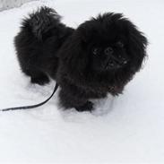 Pekingeser Muggi