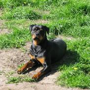 Rottweiler Røskva (Citta)