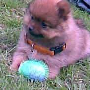 Pomeranian A Ossi Osbourne