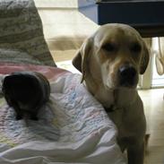 Labrador retriever sofus