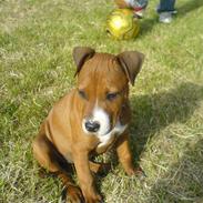 Amerikansk staffordshire terrier Tika