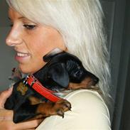 Dvaergpinscher Rødkildes Lady (Cody)
