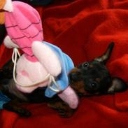 Dvaergpinscher Rødkildes Lady (Cody)