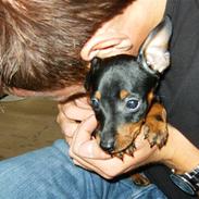 Dvaergpinscher Rødkildes Lady (Cody)