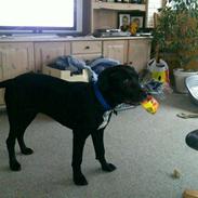 Blanding af racer Balto