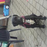 Blanding af racer Balto