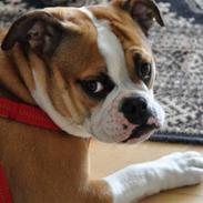 Olde english bulldogge Anjali aka Asja