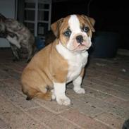 Olde english bulldogge Anjali aka Asja