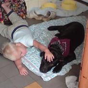 Blanding af racer Balto