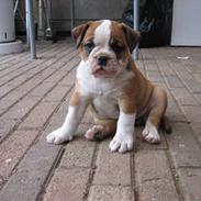 Olde english bulldogge Anjali aka Asja