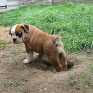 Olde english bulldogge Anjali aka Asja