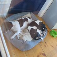 Dansk svensk gaardhund Jønne