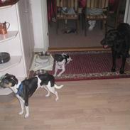 Dansk svensk gaardhund Jønne