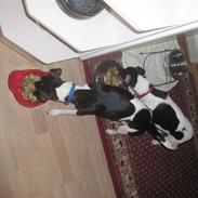 Dansk svensk gaardhund Jønne