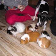 Dansk svensk gaardhund Jønne