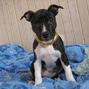 Amerikansk staffordshire terrier Shanti