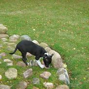 Amerikansk staffordshire terrier Shanti