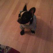 Fransk bulldog Walter