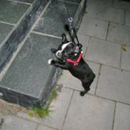 Fransk bulldog Walter