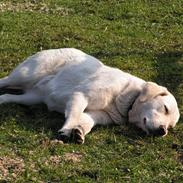 Golden retriever Mille