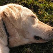 Golden retriever Mille