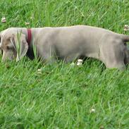 Weimaraner Jojo
