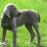 Weimaraner Jojo