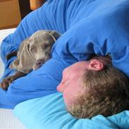 Weimaraner Jojo