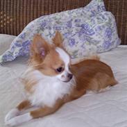 Chihuahua Coko <3