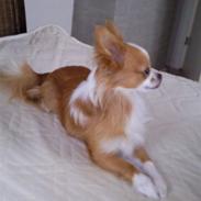 Chihuahua Coko <3