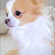 Chihuahua Coko <3