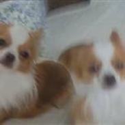 Chihuahua Coko <3