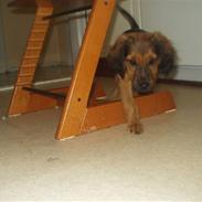 Blanding af racer Viggo