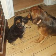 Blanding af racer Viggo