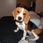 Beagle Bertha