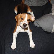 Beagle Bertha