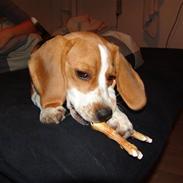 Beagle Bertha