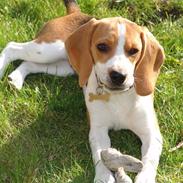 Beagle Bertha