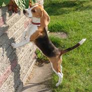 Beagle Bertha