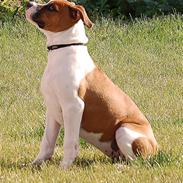 Amerikansk bulldog Luna