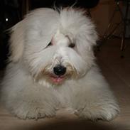 Coton de tulear Bailey