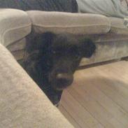 Blanding af racer Milla