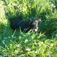 Blanding af racer Milla