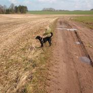 Blanding af racer Milla