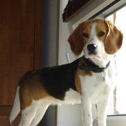 Beagle Amy