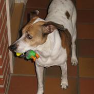 Dansk svensk gaardhund Buster